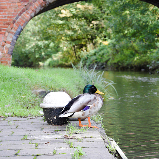 A photo of a male mallard duck stood at the side of a river, with a brick bridge visible in the background.