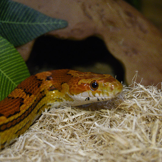 A close up photo of a red and orange corn snake in its' enclosure. A hide and some foliage are visible