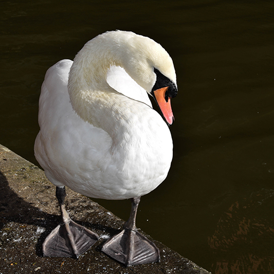 A photo of a swan stood at the edge of a body of water. Its' neck is curled in an S shape.