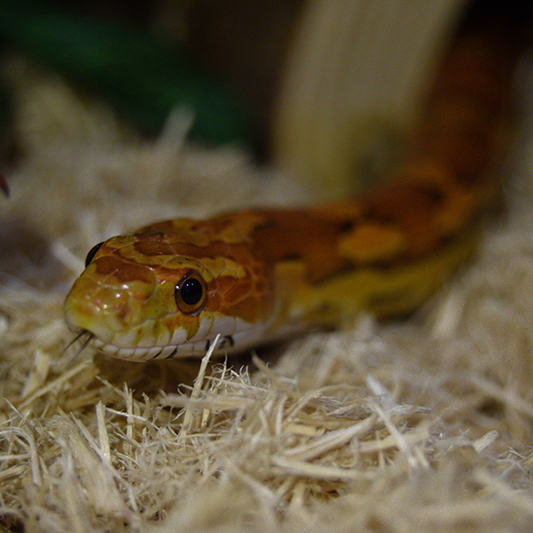 A close up photo of a red and orange corn snake in it's enclosure, emerging from a log.