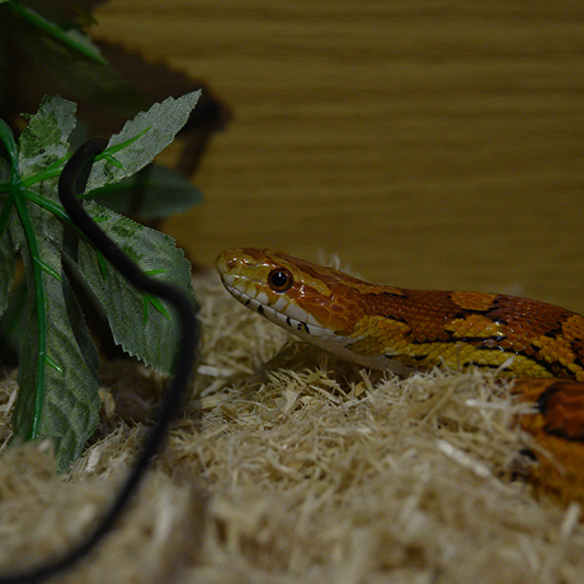 A close up photo of a red and orange corn snake in it's enclosure, investigating some foliage.