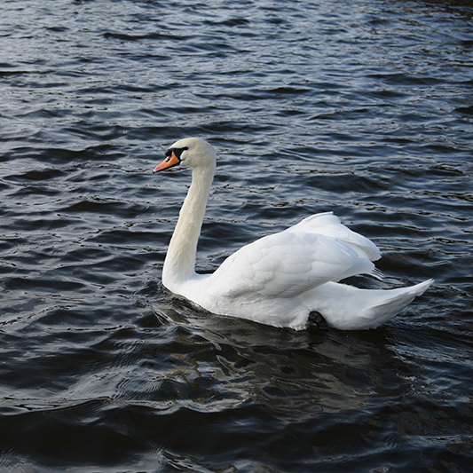 A photo of a swan swimming in dark navy, nearly black water.